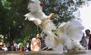 Luật chơi đá gà cựa sắt chi tiết