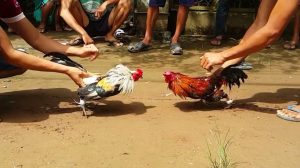 Mẹo cược đá gà cựa sắt thắng lớn